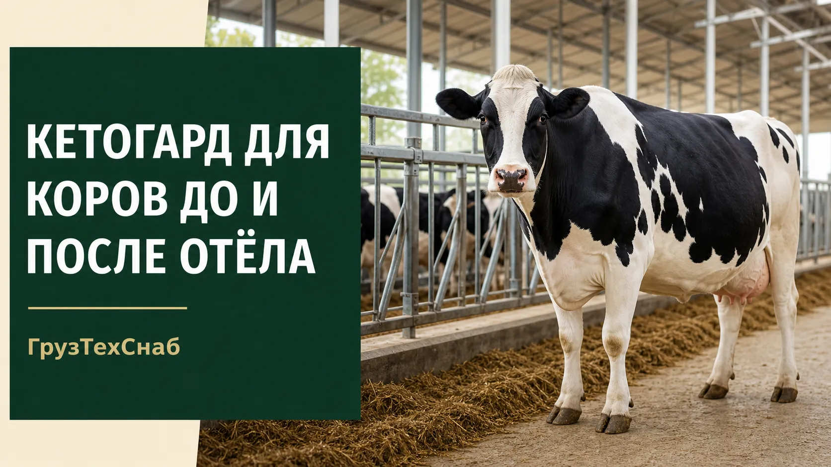 Дойная корова у кормового стола — Кетогард до и после отёла
