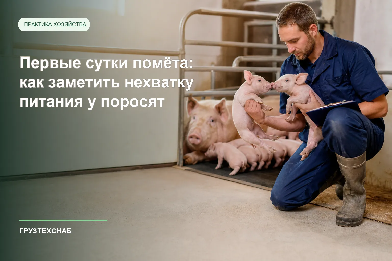 Специалист сравнивает состояние новорождённых поросят в первые сутки